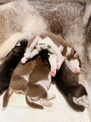 シベリアンハスキー