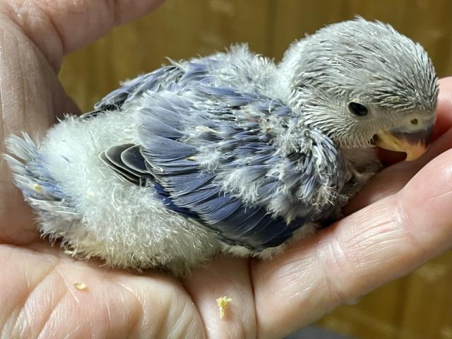 コザクラインコ