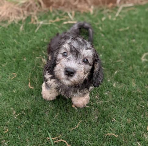 ダンディーディンモントテリア