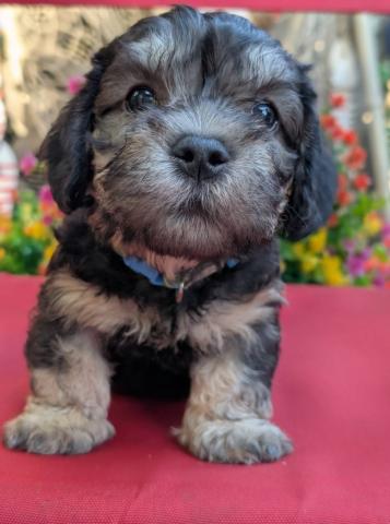 ダンディーディンモントテリア