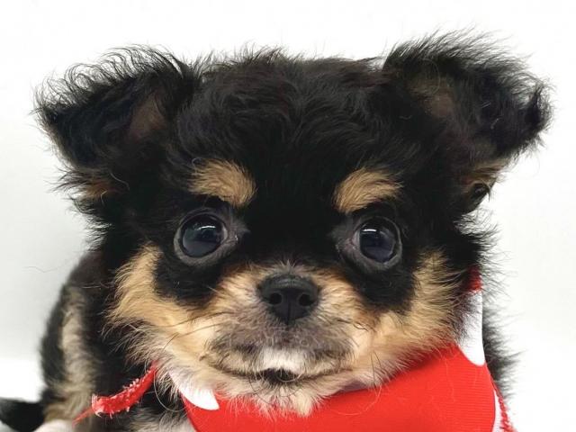 チワワ（ロングコート）