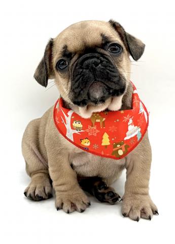 フレンチブルドッグ