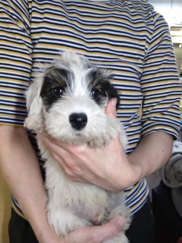 シーリハムテリア