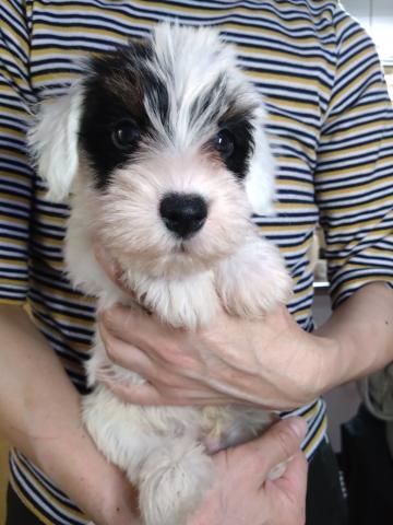 シーリハムテリア