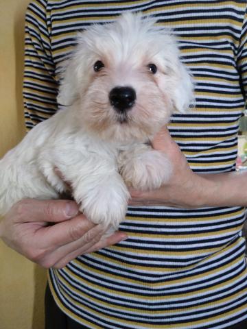 シーリハムテリア