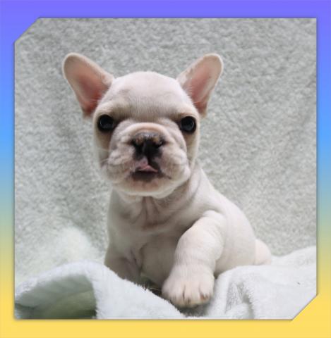 フレンチブルドッグ