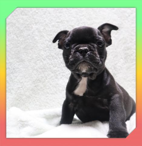 フレンチブルドッグ