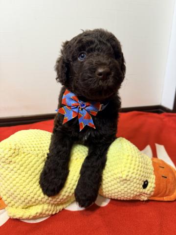 MIXラブラドゥードル