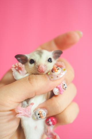 フクロモモンガ プラチナホワイトフェイス