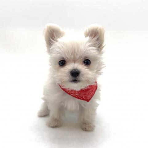 MIXマルチーズ×ポメラニアン