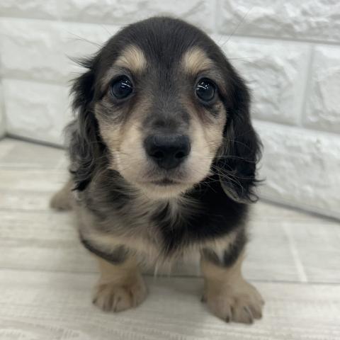 ミニチュアダックスフンド