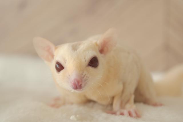 クリミノホワイトフェイス