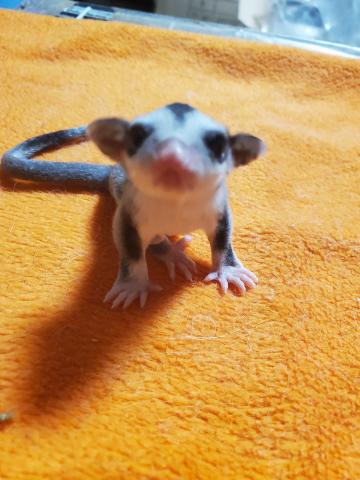 フクロモモンガ モザイクリングテール