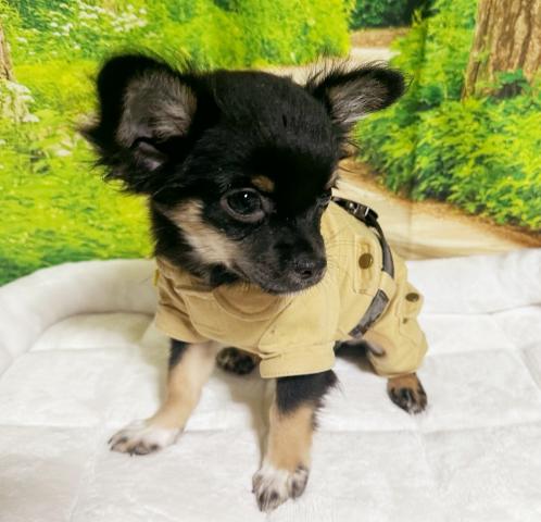 チワワ(ロングコート)