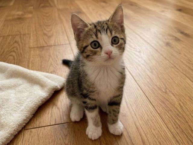 スコティッシュフォールド