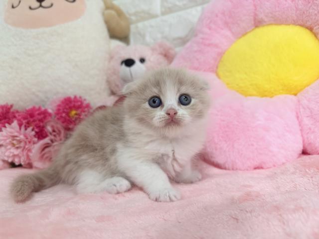 スコティッシュフォールド