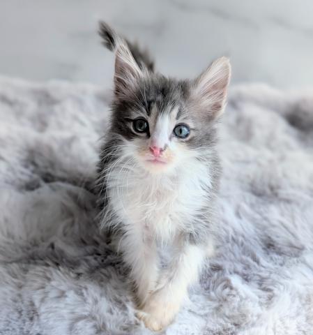 ノルウェージャンフォレストキャット