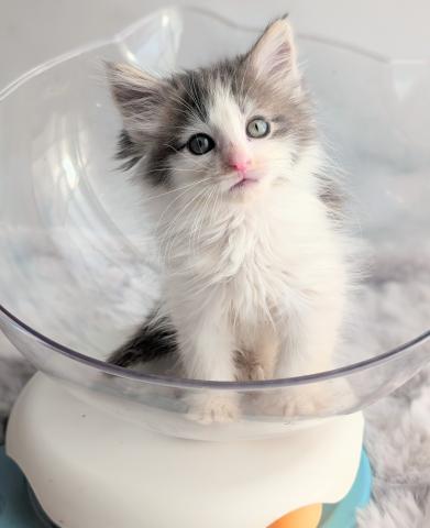 ノルウェージャンフォレストキャット