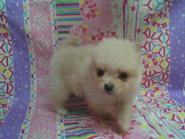 ポメラニアン