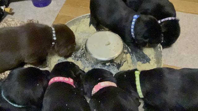 ラブラドールレトリーバー