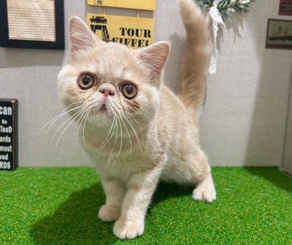 エキゾチックショートヘアー