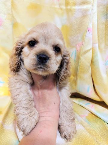 アメリカンコッカースパニエル