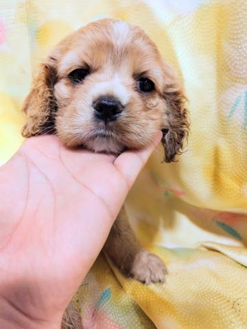 アメリカンコッカースパニエル