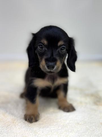 カニンヘンダックスフンド