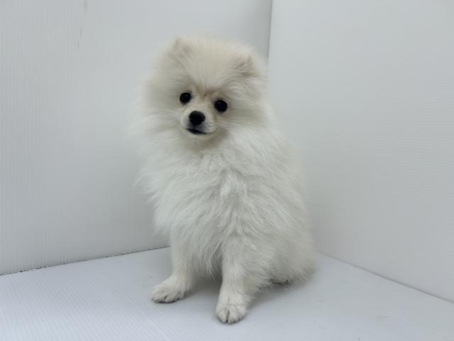 ポメラニアン