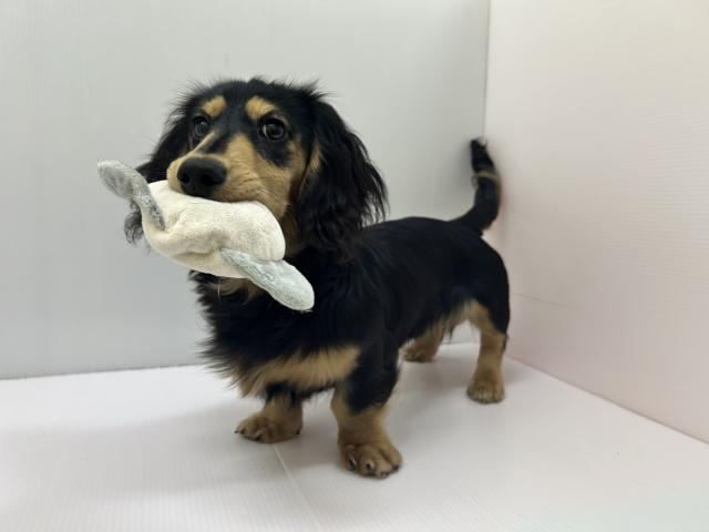 ミニチュアダックスフンド