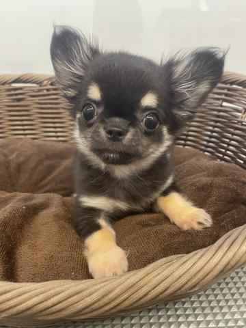 チワワ（ロングコート）