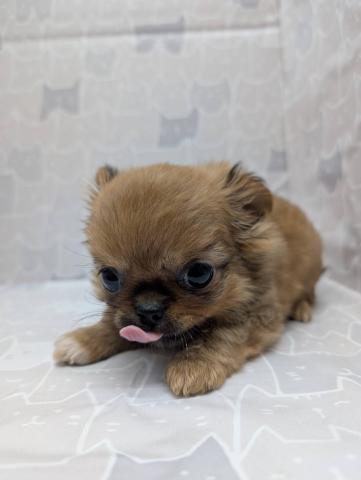 チワワ(ロングコート)