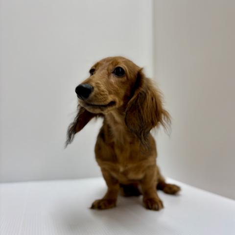 ミニチュアダックスフンド