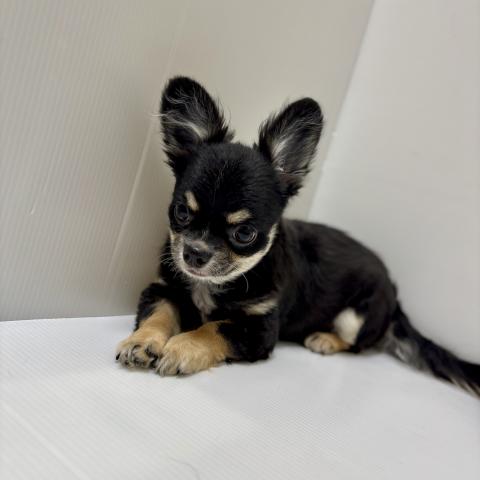 チワワ（ロングコート）