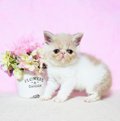 エキゾチックショートヘアー