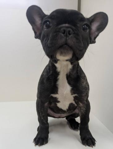 フレンチブルドッグ