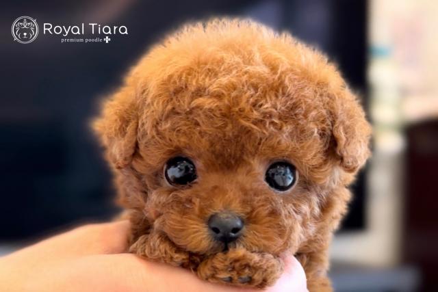 Royal Tiara Premium Poodle