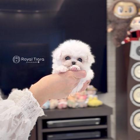 ビションフリーゼ