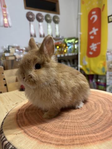 ネザーランドドワーフ