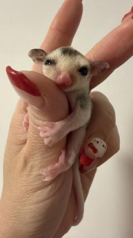 フクロモモンガ モザイク♂🩵