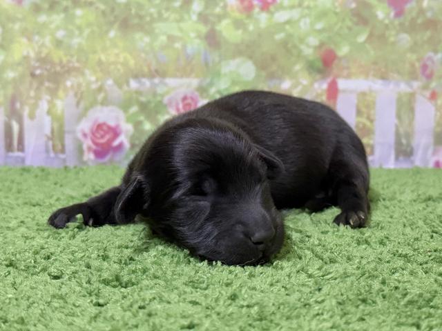 カニンヘンダックスフンド