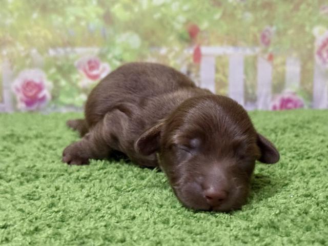 カニンヘンダックスフンド