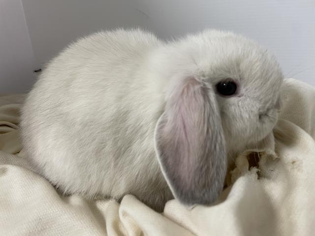 ホーランドロップ