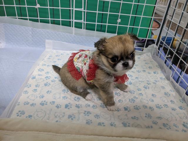 チワワ（ロングコート）