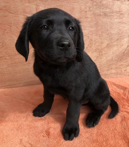 ラブラドールレトリーバー