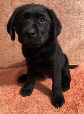 ラブラドールレトリーバー