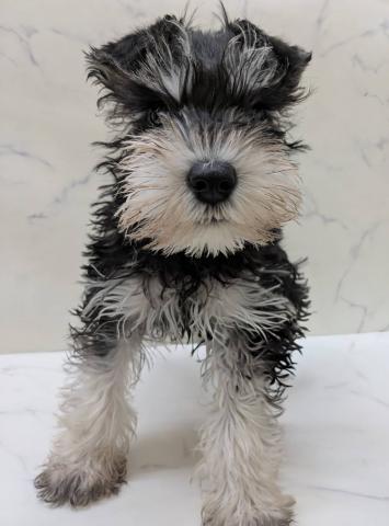 ミニチュアシュナウザー