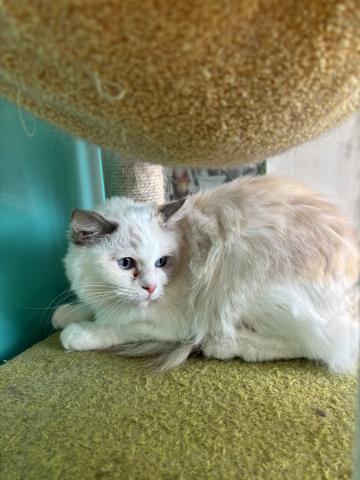 ラグドールチョコちゃん5732