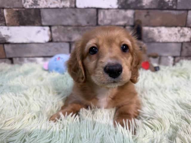 ミニチュアダックスフンド