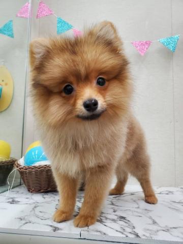 ポメラニアン